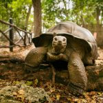 Is Immortality Possible?