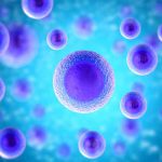 Time to amend human embryo research ‘14-day rule’?