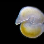 Worms may hold the secret to longer life