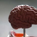 New cell therapy improved memory in mice after brain injury