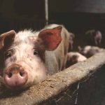 Human-animal hybrids are coming and could be used to grow organs for transplant – a philosopher weighs in