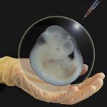 The 14-Day Embryo Restriction: Is it Time for a Change?