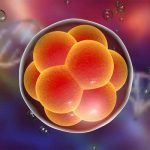 Editing Human Embryos: Concepts and Issues