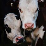 Genetically engineered animals offer fresh hope to heart valve patients