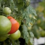 5 ways CRISPR gene editing is shaping the future of food and health