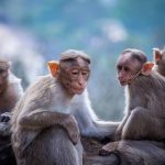 Why do so many female animals live longer than males? New research