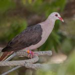Gene editing technology could be used to save species on the brink of extinction